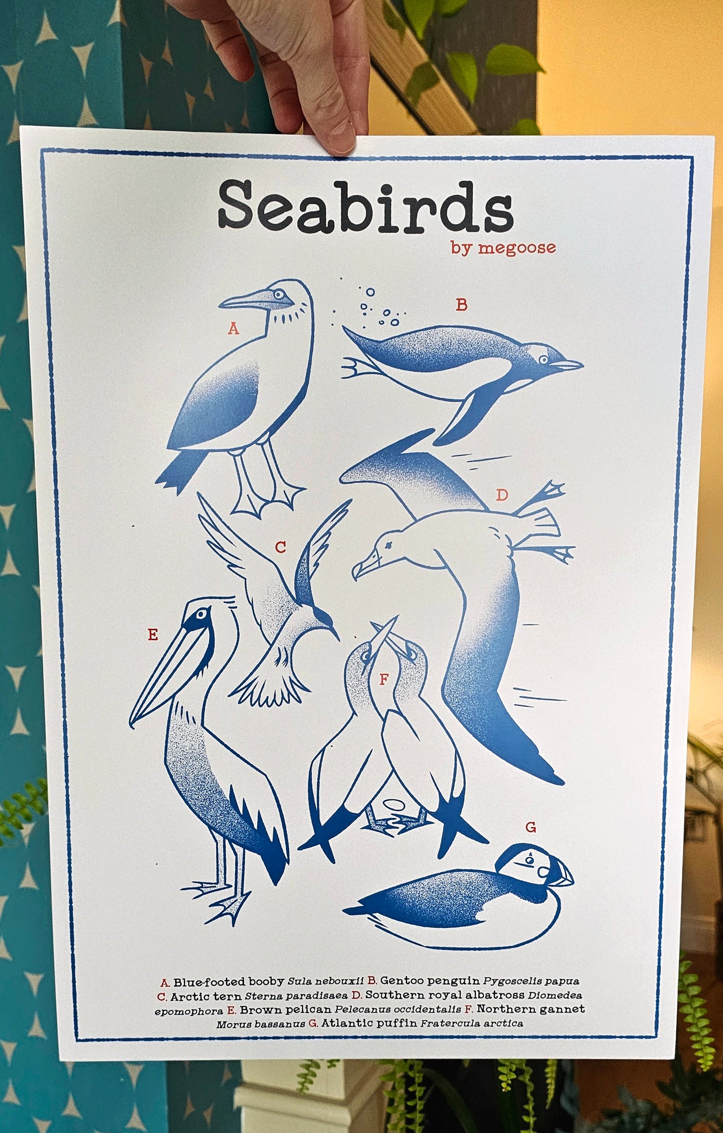 Seabirds Poster