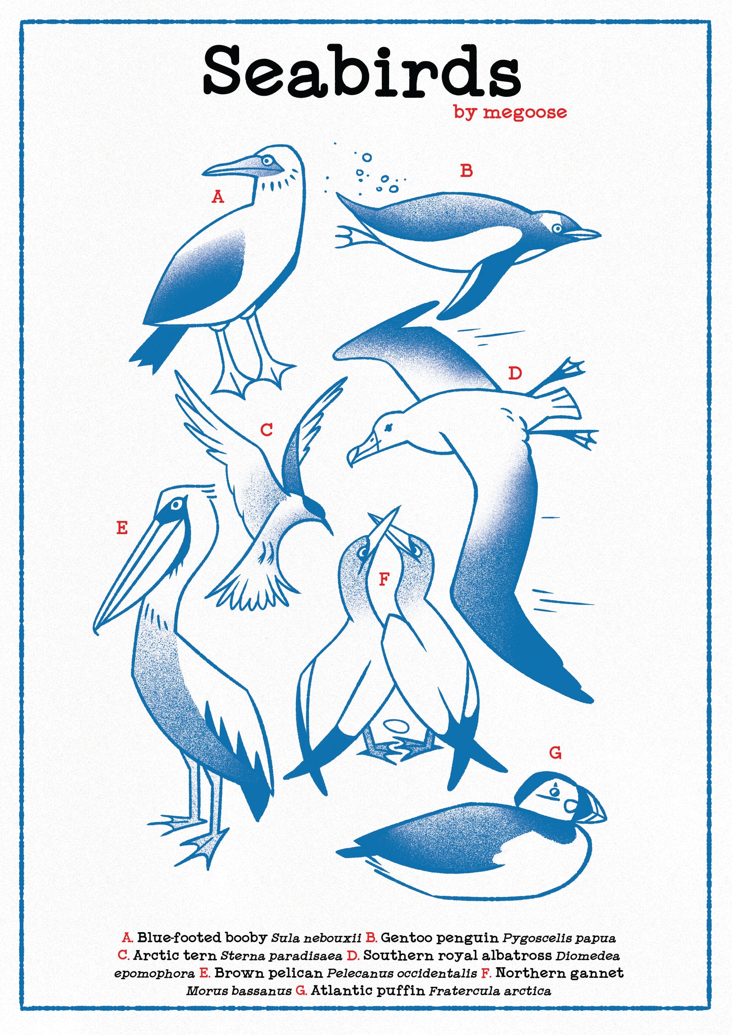 Seabirds Poster