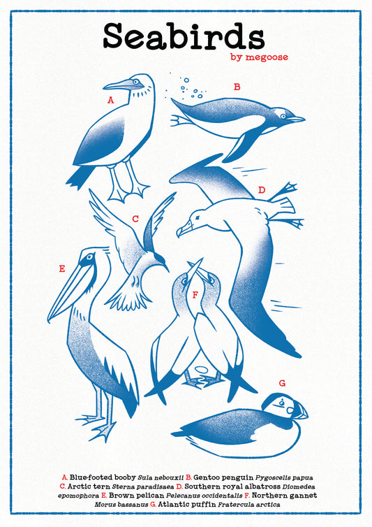 Seabirds Poster